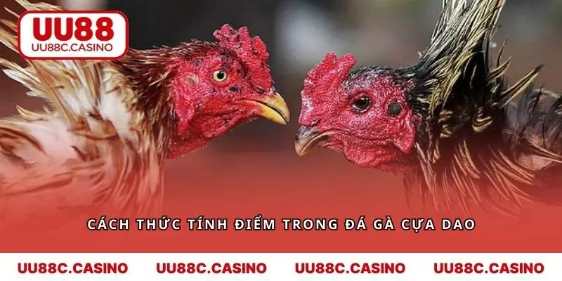 Cách thức tính điểm trong đá gà cựa dao